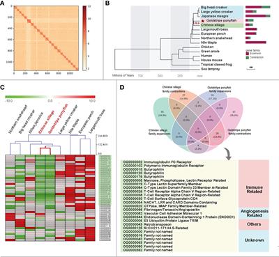 The chromosome-level genome assembly of goldstripe ponyfish (Karalla daura) reveals its similarity to Chinese sillago on contracted immune gene families